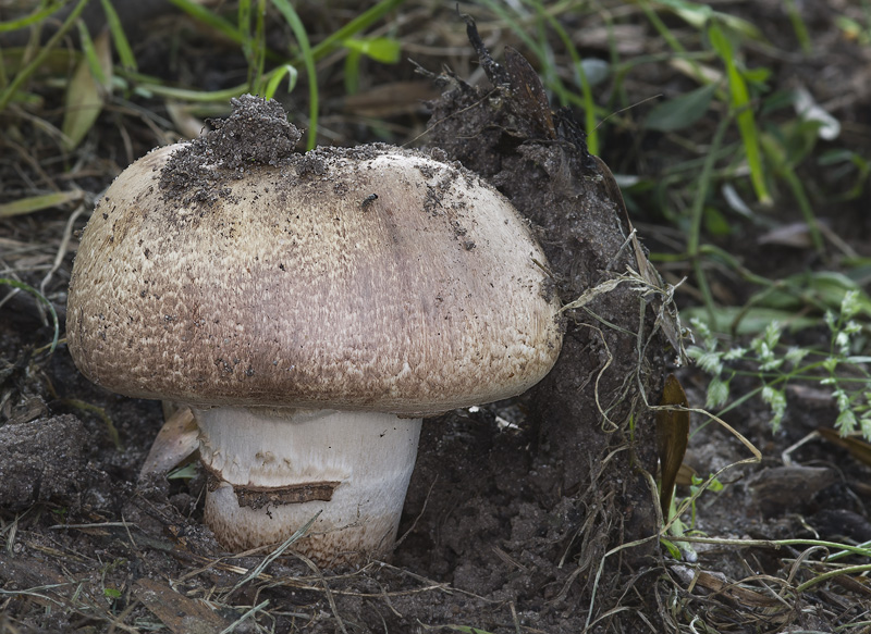 Agaricus subperonatus